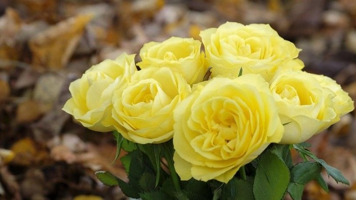 Ein Strauß gelber Rosen - Symbolisch für den Frauenkreis