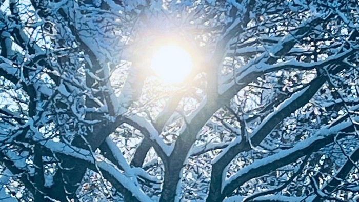 Snødekte trægrene med solskin bagud