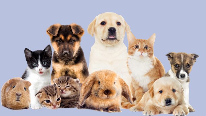 En mangfoldig gruppe af nuttede kæledyr, herunder hunde, katte, en kanin, marsvin og en killing, der poser sammen.