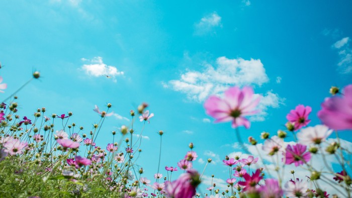 En blomstereng med rosa kogleblomster under et klart blå himmel.