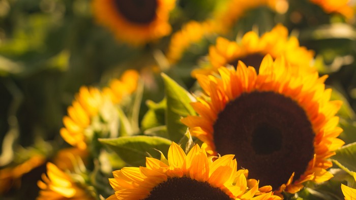 Gulde solrosen blomster i blomstring.