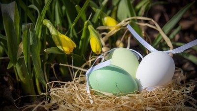 Farbenfrohe Ostereier in einem Nest aus Stroh bei Frühlingsblumen