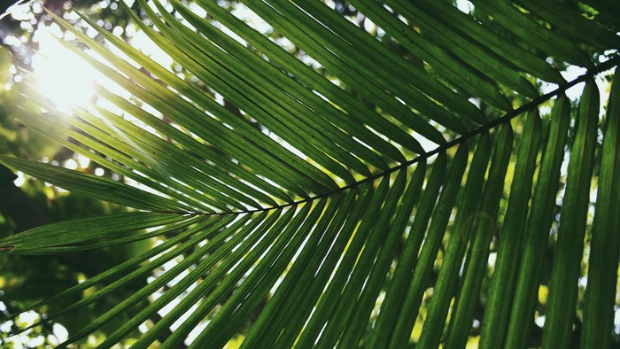 Grüne Palmenblätter vor hellem Sonnenlicht