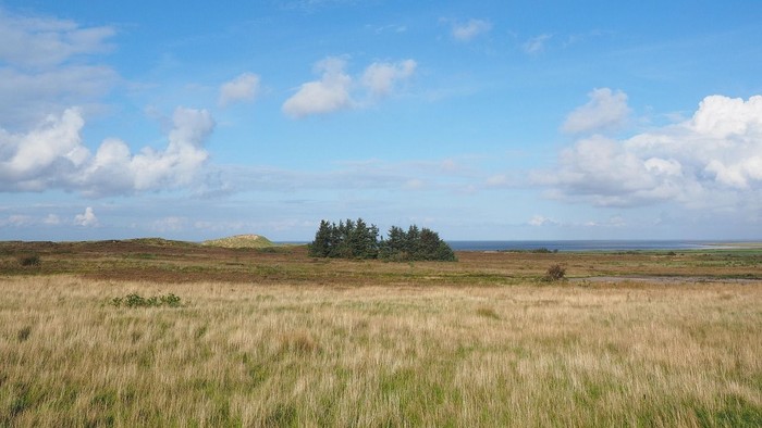 Heidelandschaft im Vordergrund mit blauem Himmel und Wolken