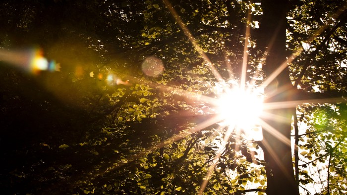 Sollys, der filtrerer gennem tæt løv, skaber en strålende stjerneeffekt i en frodig skovkrones tæppe.