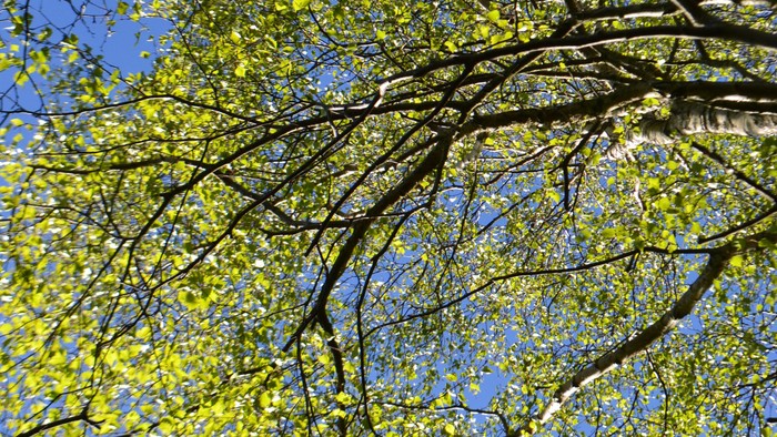 De livlige grønne blade på en trægren breder sig ud mod en klar blå himmel.