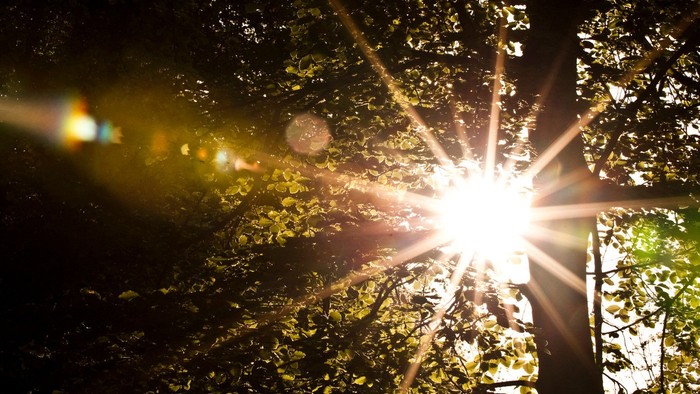 Sollysstråler, der filtrerer gennem tætte trækroner og skaber en stjerneeksplosionseffekt.