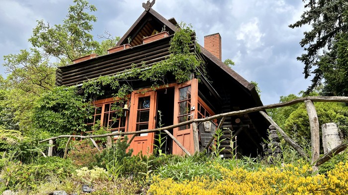 Altes, verwittertes Holzhaus im Wald mit Kletterpflanzen und gelben Blumen im Vordergrund