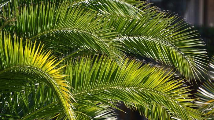 Die Abbildung zeigt grüne Palmenblätter im Sonnenlicht.