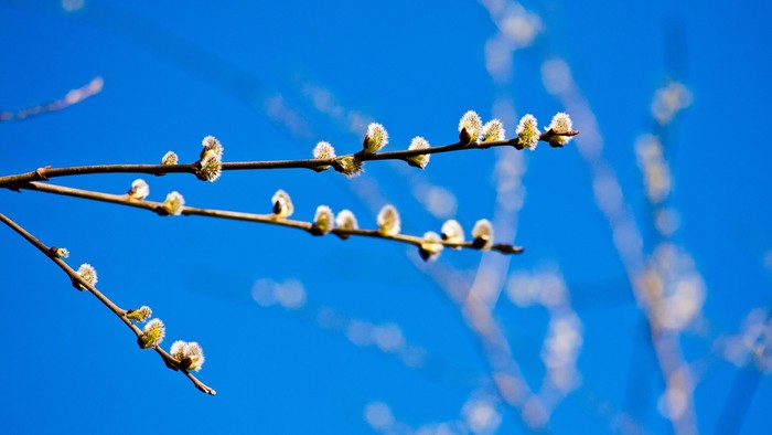 Zarte Blütenzweige vor blauem Himmel