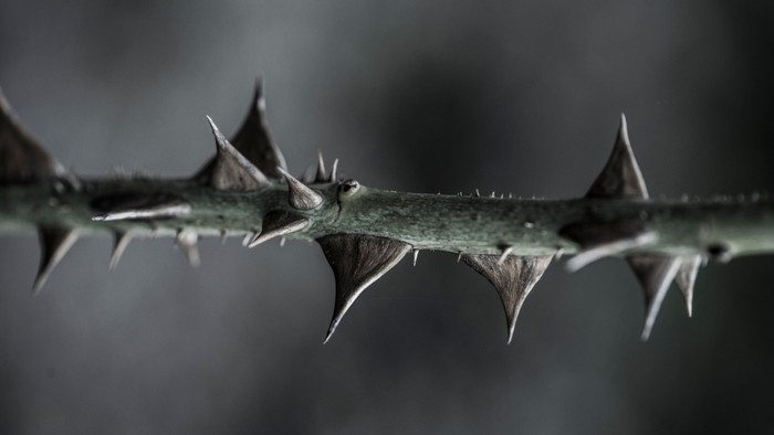 Et stykke af en afgrænset plante med spisse blad.