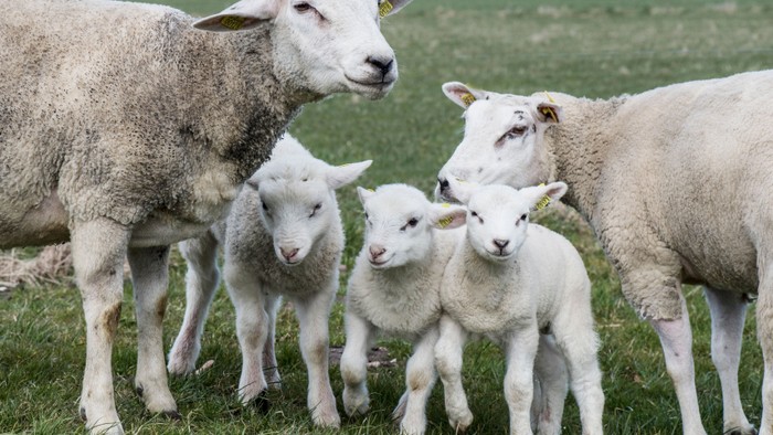 En gruppe får og lammet på en græsmark