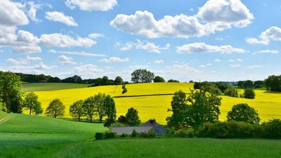 Livlige gule rapsmarker strækker sig hen over det bølgende grønne landskab under en klar blå himmel.