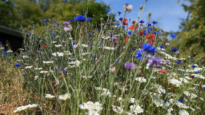 En blomstereng med blå, hvide og røde blomster under et klart blå himmel.