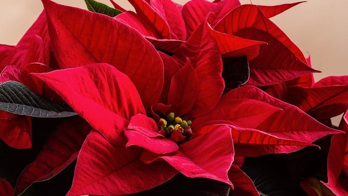 En kæmpeblomstet poinsettia med røde blomster og grønne blade.