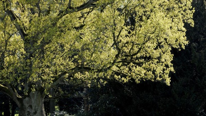 Zwei Personen sitzen unter einem großen Baum auf einer Wiese.
