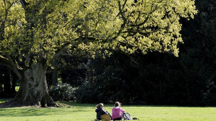 Zwei Personen sitzen unter einem großen Baum auf einer Wiese.