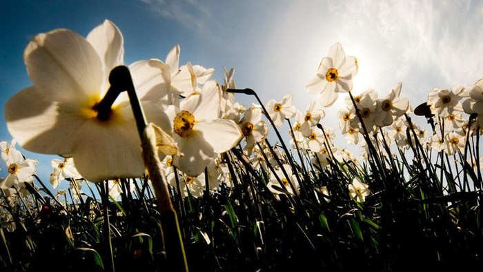 En stor blomstereng med hvide narciser under et klart blå himmel.