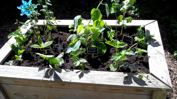 Ein erhöhtes Gartenbeet mit verschiedenen jungen Pflanzen, darunter Erdbeeren und Kräuter, die im Boden wachsen.