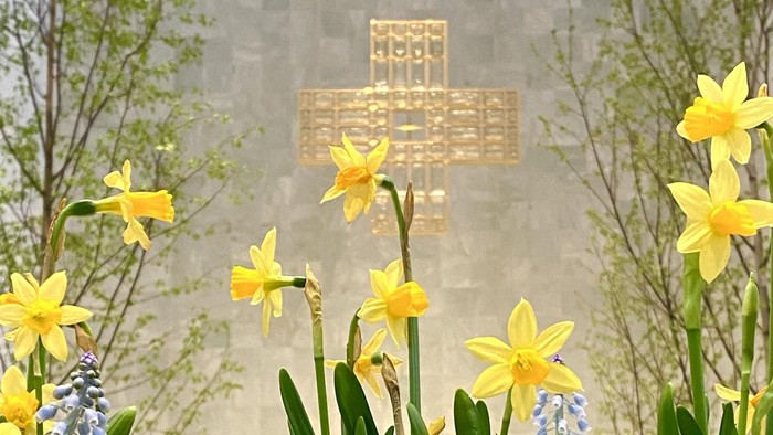 Bild von blühenden Osterglocken mit einem Kreuz im Hintergrund