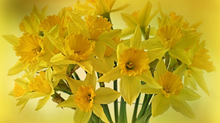 En blomsterstrå til med gule daffodiller i en vase.