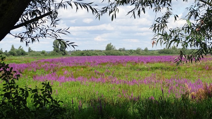 Lebhafte violette Wildblumen erstrecken sich über eine üppige, grüne Wiese unter einem teilweise bewölkten Himmel.