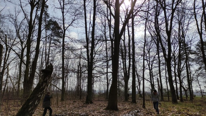 Winterkahle Bäume im Wald.