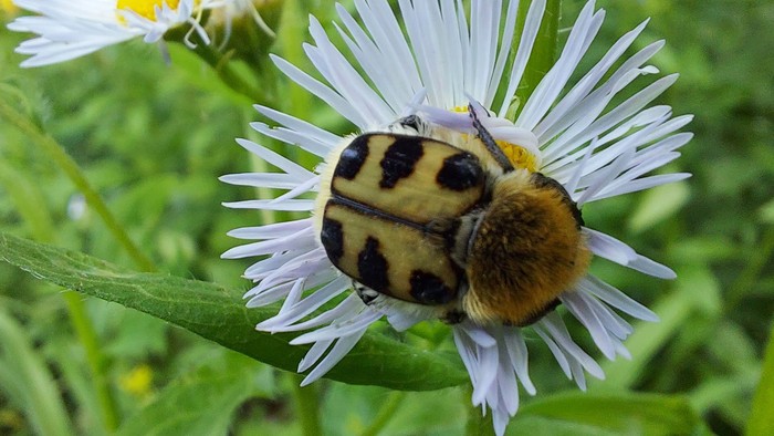 Eine gestreifte Hummel ruht auf einer weißen Gänseblume inmitten üppigen grünen Laubs.