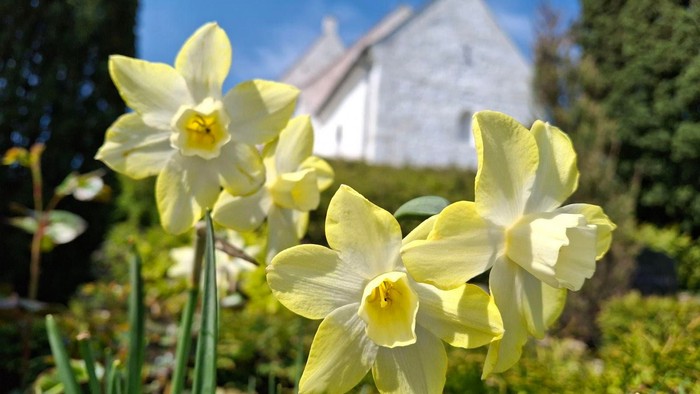 Guldaften blomstrer foran hytte med tag.
