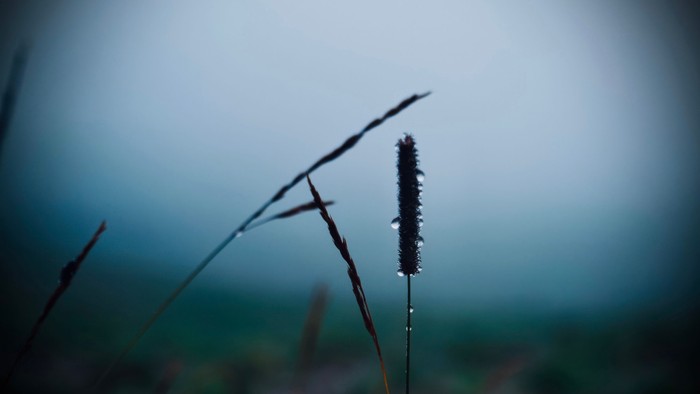 Eine Nahaufnahme eines Grasährchens mit einem glitzernden Tropfen vor einem nebligen, unscharfen Hintergrund.