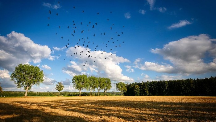 En stor flok mørke fugle flyver over et åbent mark med træer og skov i baggrunden under en klar blå himmel med hvidt og grå skyer.