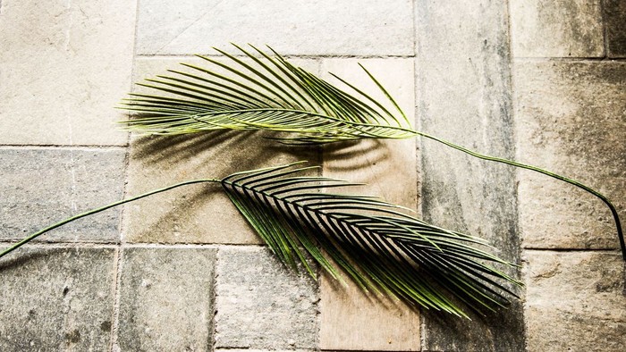 En palmeblade skyer en mur af grå sten.