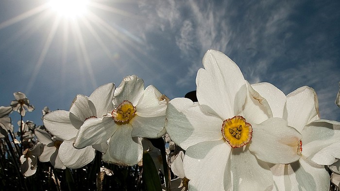 Blomster under solskin