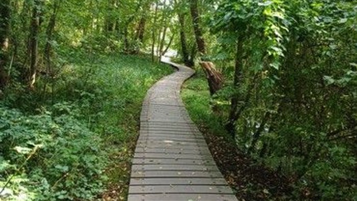 Ein ruhiger Holzsteg, der sich durch üppiges, grünes Waldlaub schlängelt.