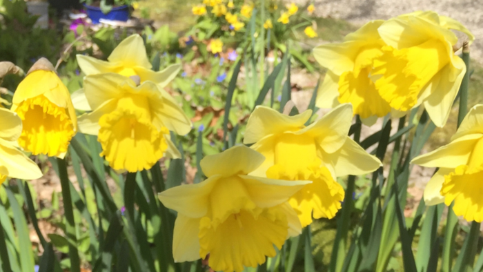 Vi ses i Påsken på www.hundgekirke.dk