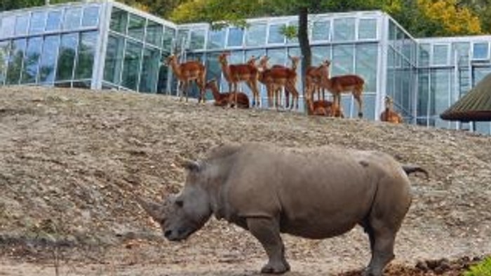 En rhino går i en zoo med andre dyr i baggrunden.