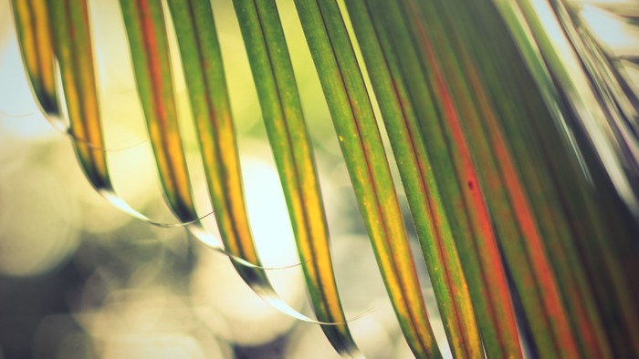 En regnbuefarvet blad i naturligt lys.