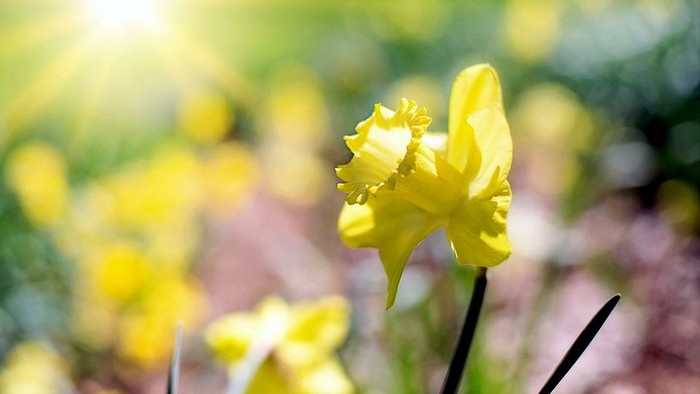 Guldaar med bløde blomster i sollys.