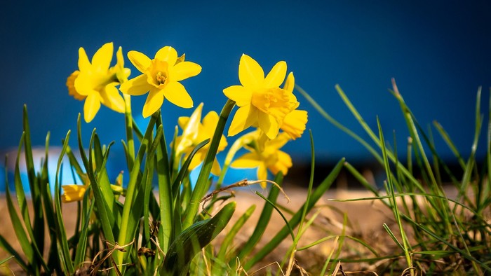 Guldaar med grønne blade foran blå himmel