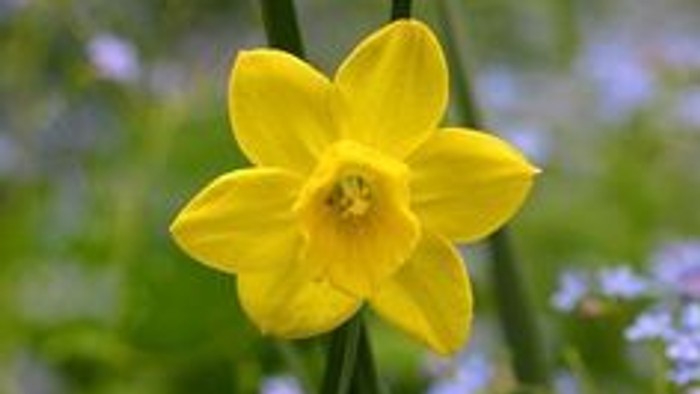 En ensom gul narcis i blomsterbeet.