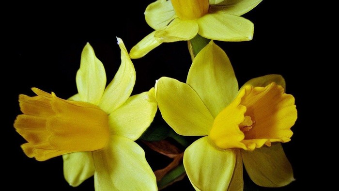 Guldaar med gule blomster og grønne blade