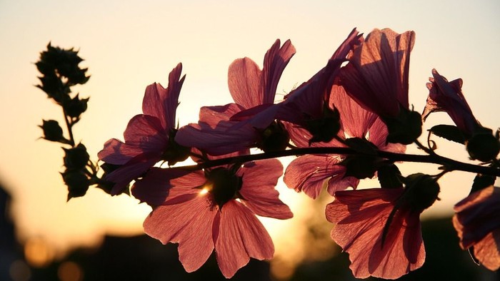 Blomster i solnedgang