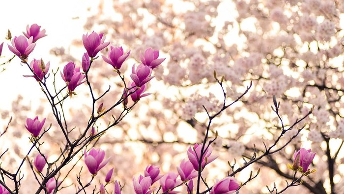 Rødguldsgrene med blomster i forgrunden og blomstrende træer i baggrunden