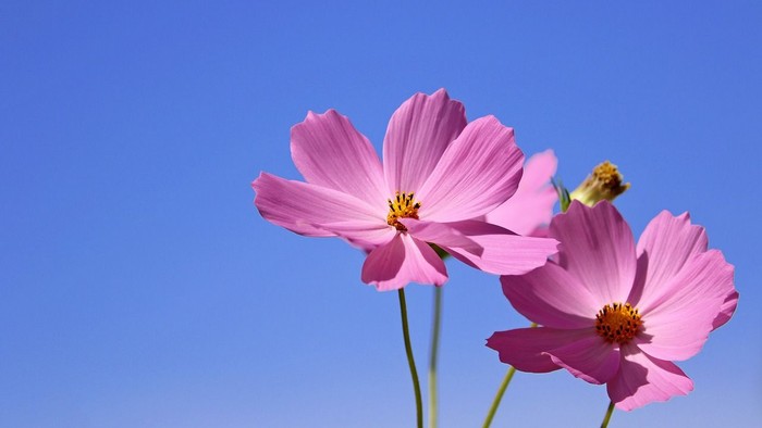 To rosa blomster mod klar blå himmel
