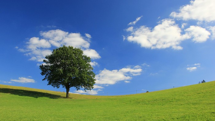 Et ensomt træ står på en frodig grøn bakke under en klar blå himmel med luftige skyer.