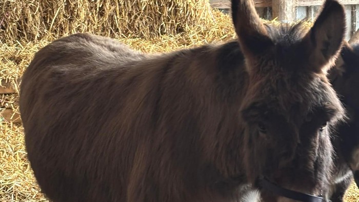 To æsler, der står på halm i en rustik staldindhegning.