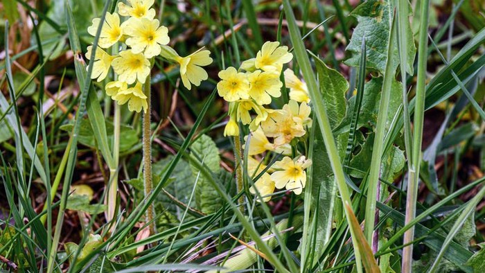 Helle gelbe Blumen mit grünen Blättern, die in einer grasbewachsenen, natürlichen Umgebung im Freien wachsen.