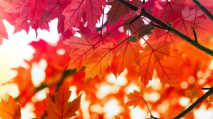 Rødlige og orange løver i solskin