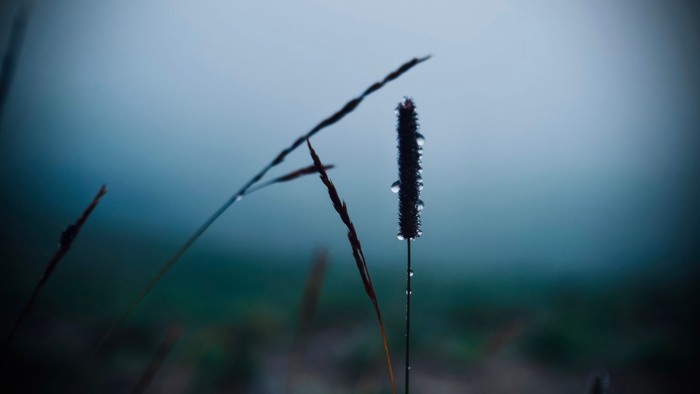Gräser mit Regentropfen auf einer Wiese