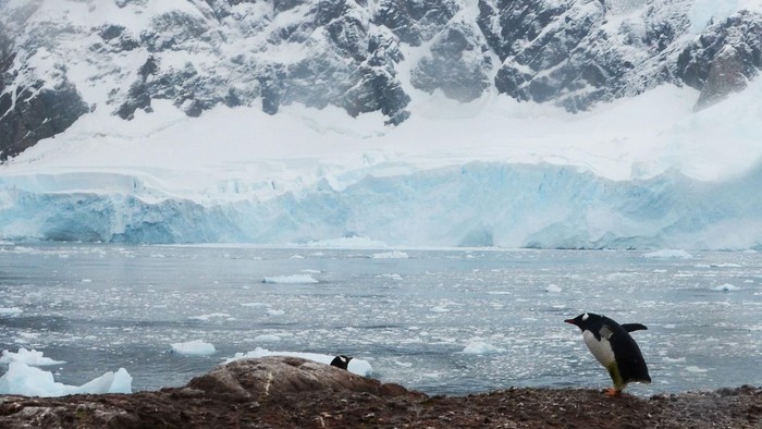 Eisberge mit Pinguin